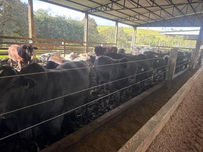 Consultores das Rações Coprossel acompanham de perto resultados da pecuária nas propriedades atendidas